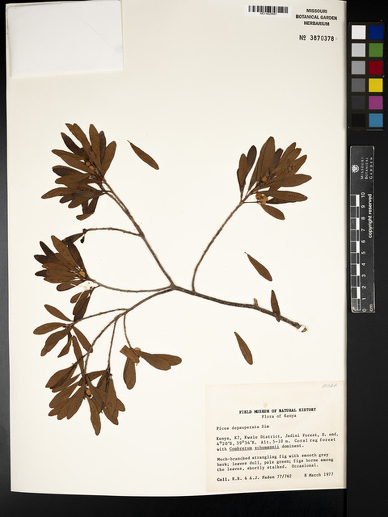 Ficus lingua subsp. depauperata photo 6