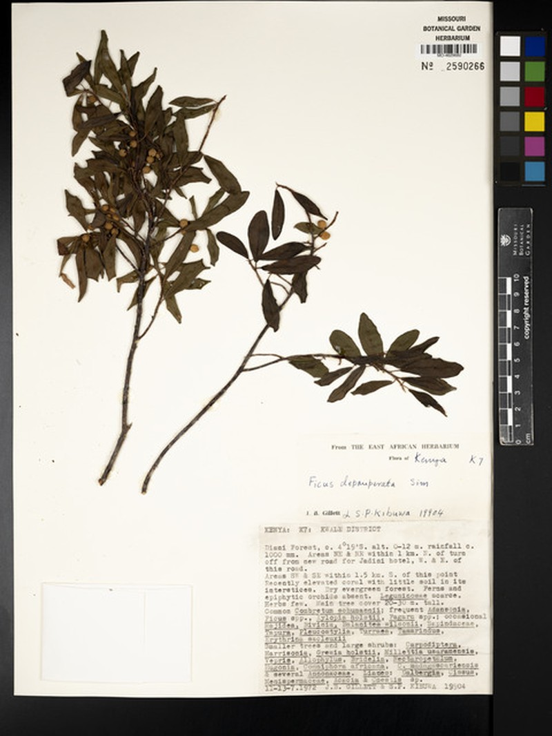 Ficus lingua subsp. depauperata photo 7