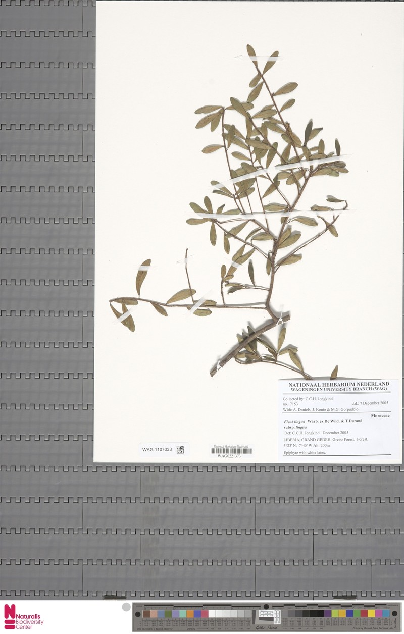 Ficus lingua subsp. lingua