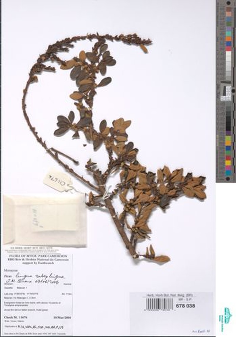 Ficus lingua subsp. lingua photo 2