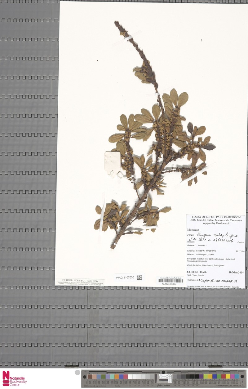 Ficus lingua subsp. lingua photo 3