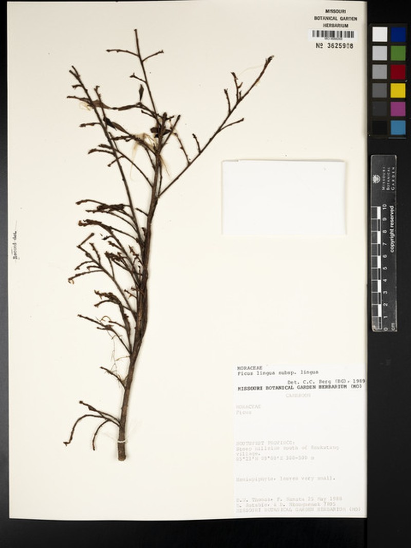 Ficus lingua subsp. lingua photo 4