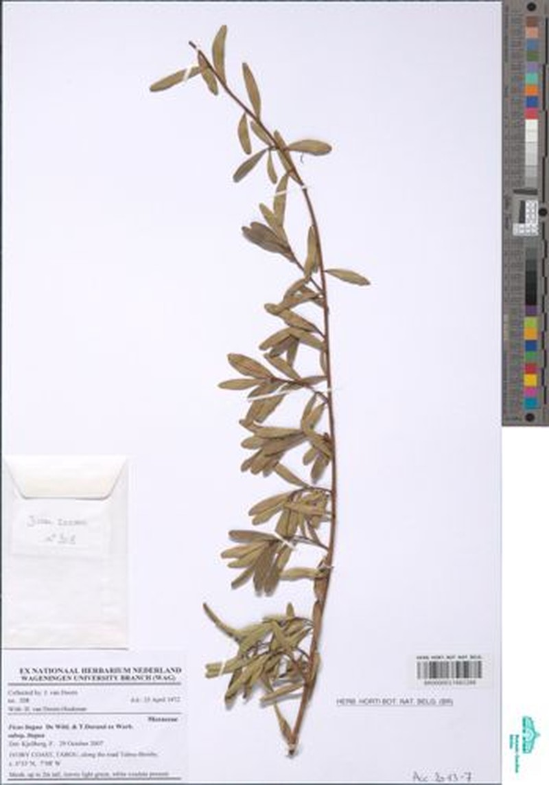 Ficus lingua subsp. lingua photo 5