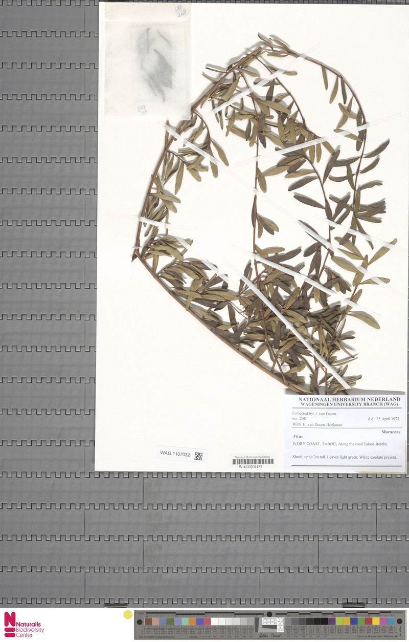 Ficus lingua subsp. lingua photo 6