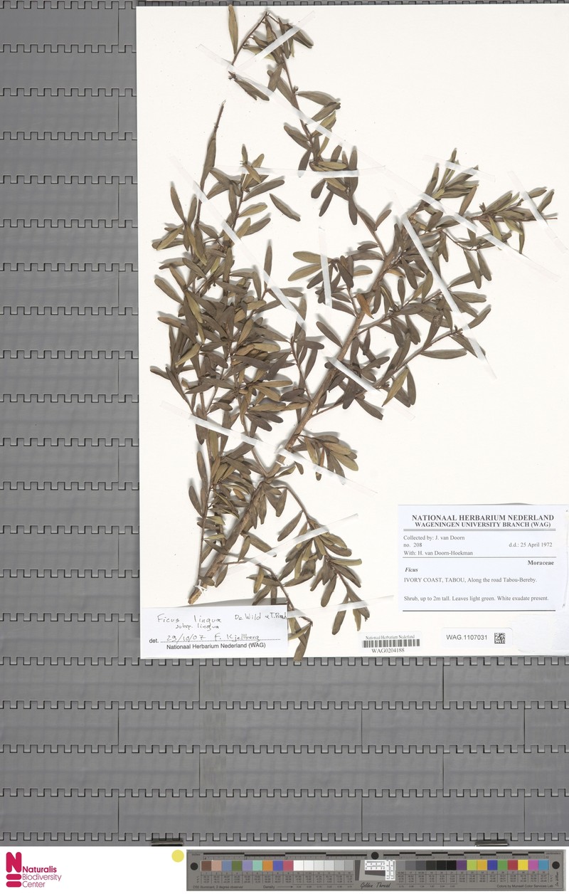 Ficus lingua subsp. lingua photo 7