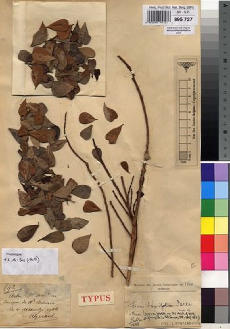 Ficus lingua subsp. lingua photo 8