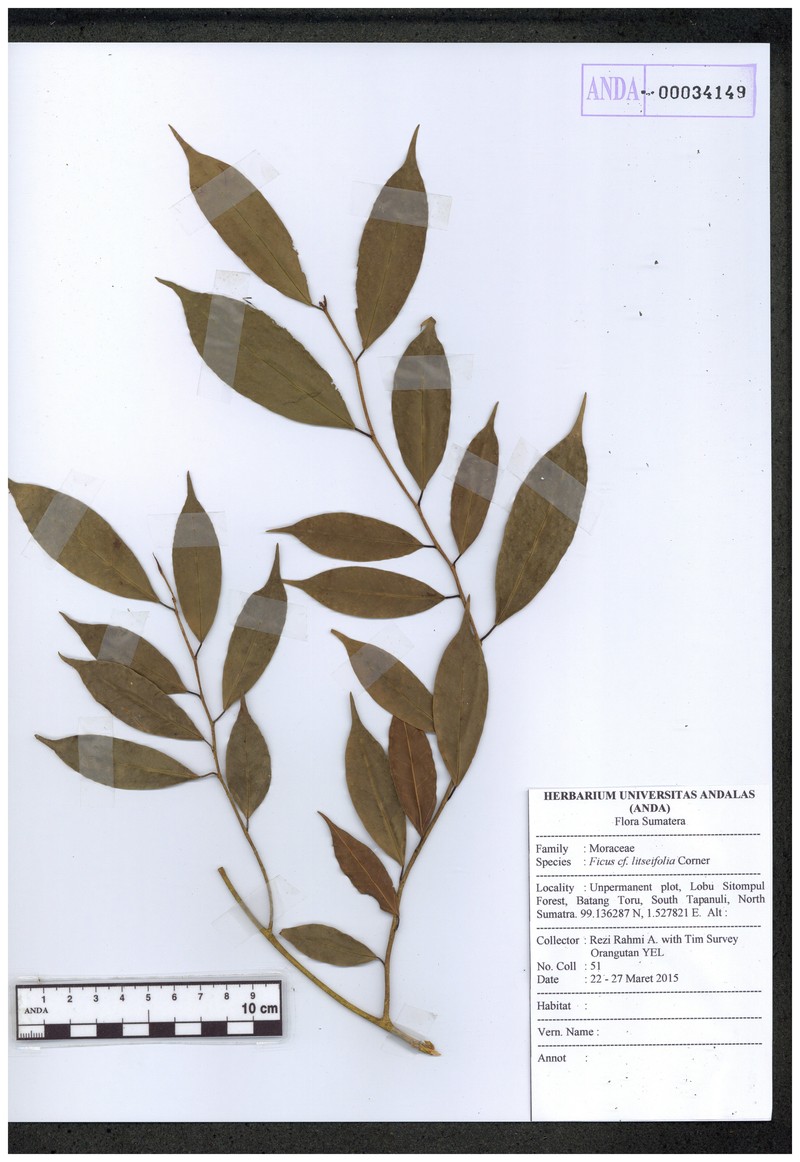 Ficus litseifolia
