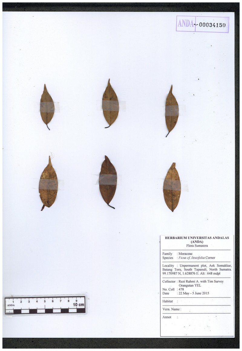 Ficus litseifolia photo 2
