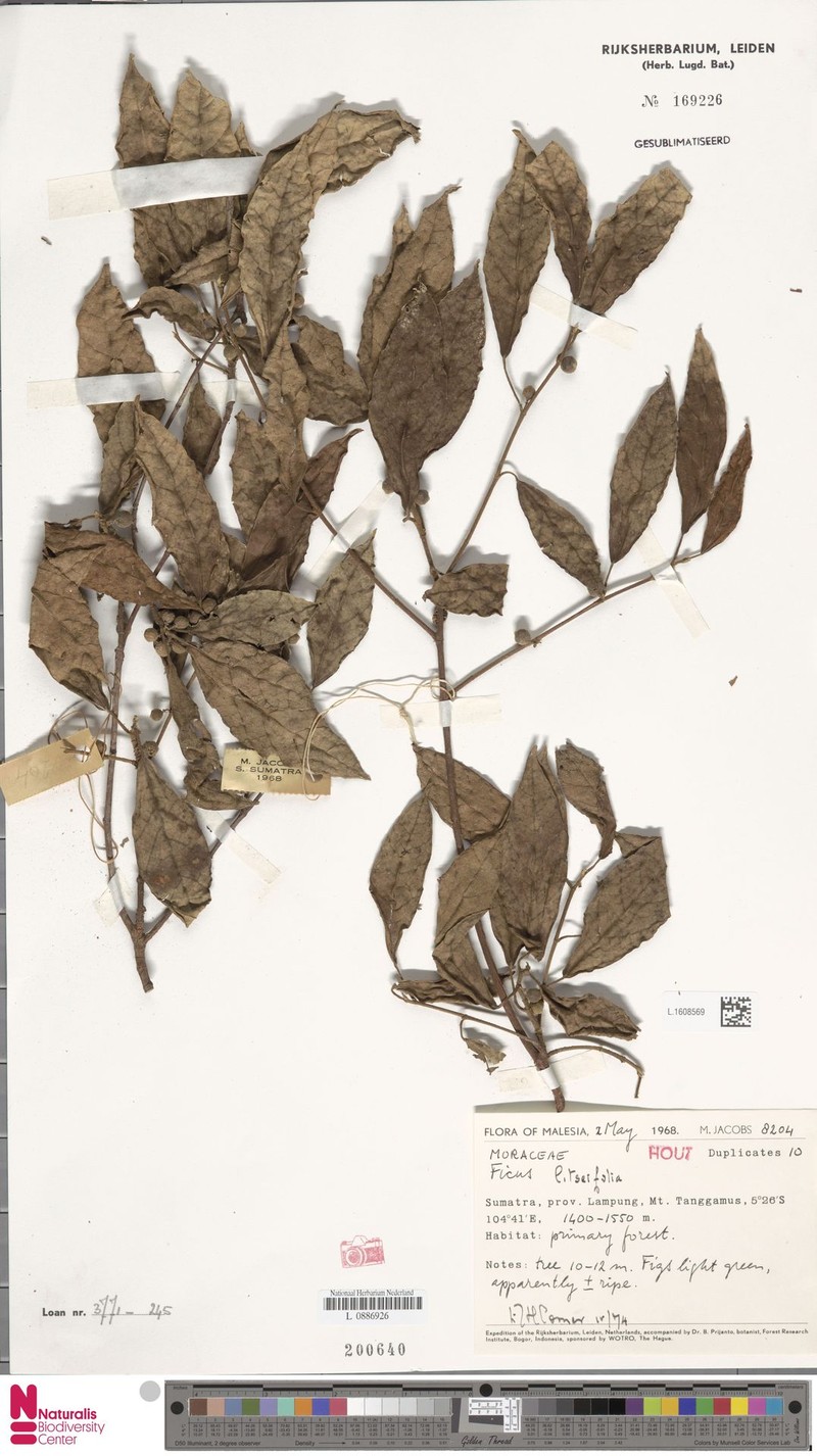 Ficus litseifolia photo 3