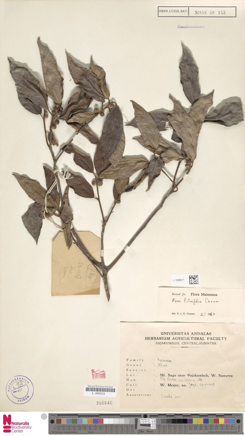Ficus litseifolia photo 4
