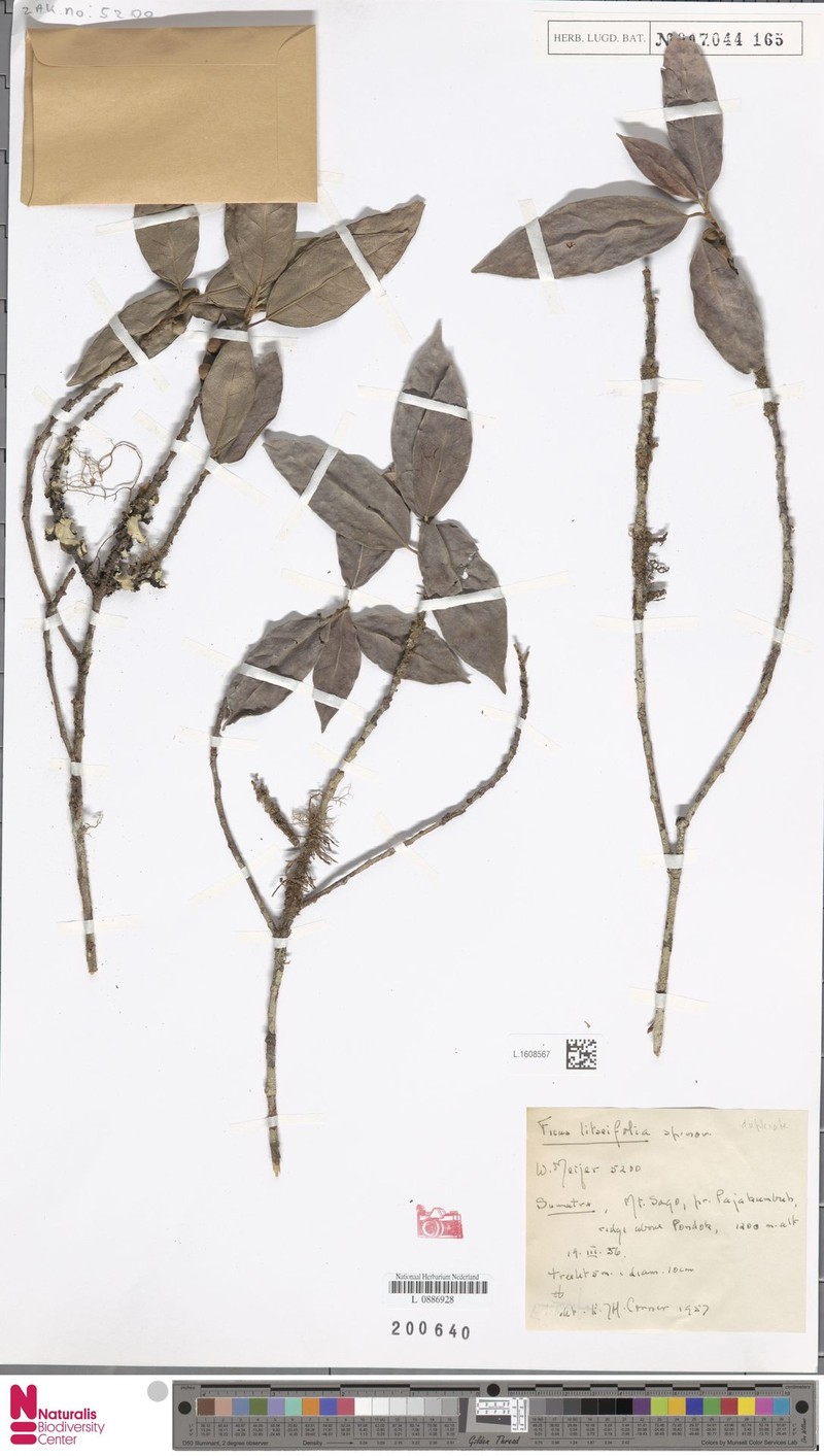 Ficus litseifolia photo 5