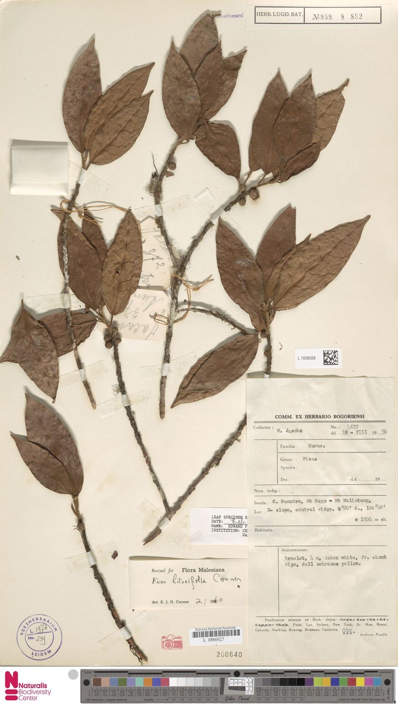 Ficus litseifolia photo 6