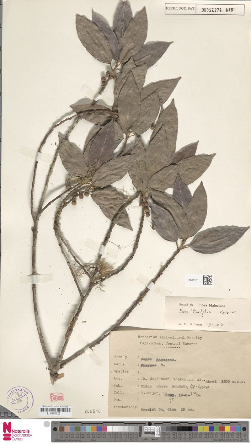 Ficus litseifolia photo 7
