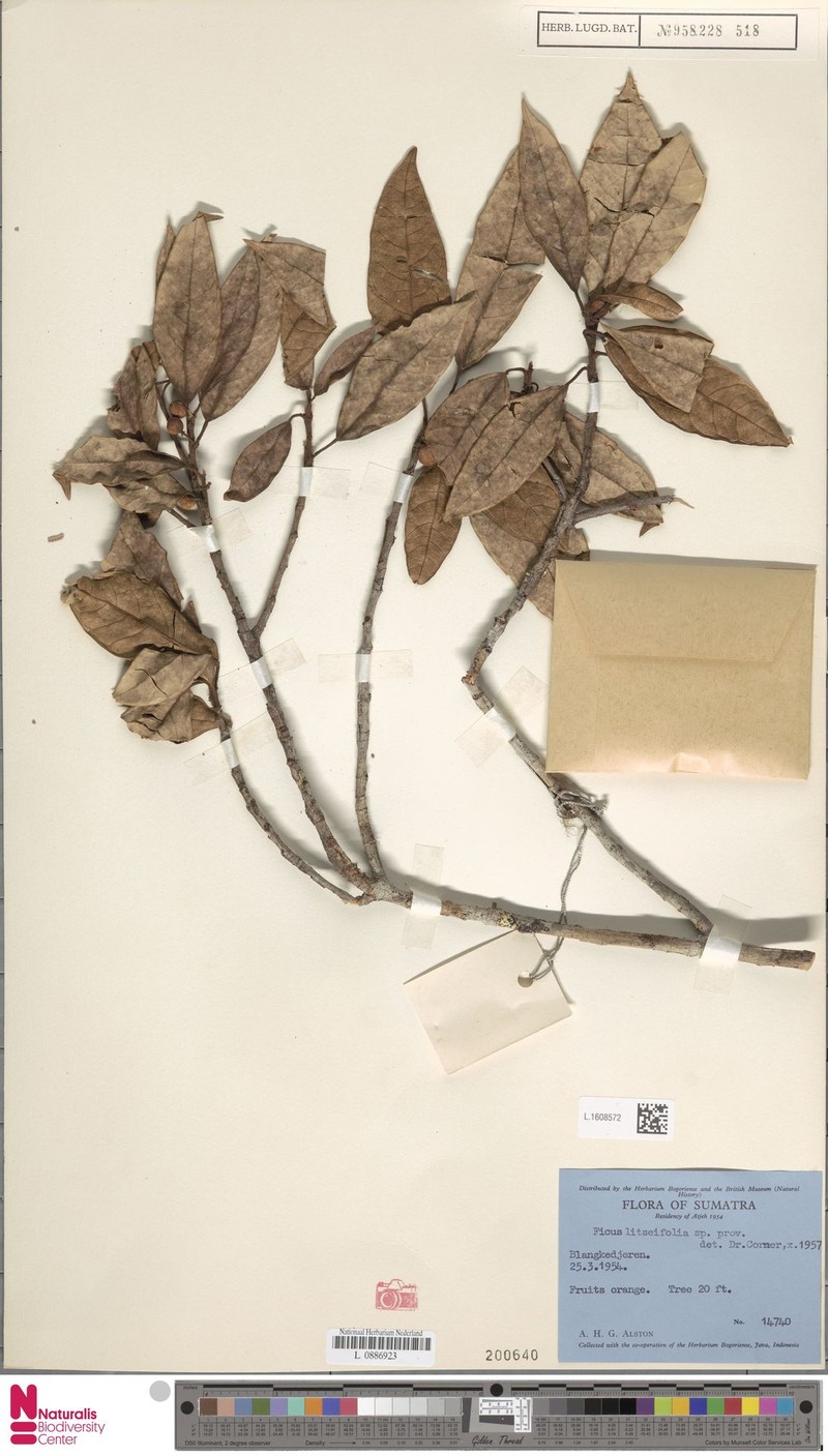 Ficus litseifolia photo 8