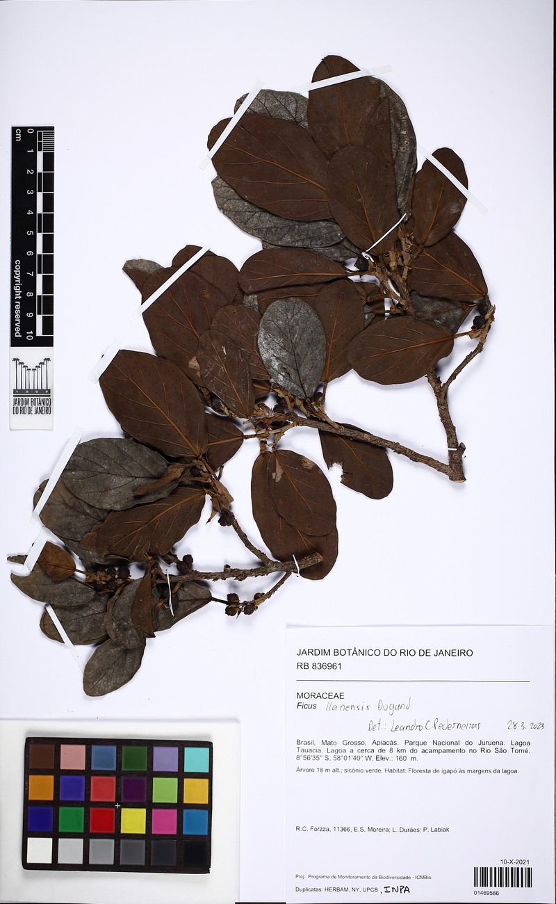 Ficus llanensis
