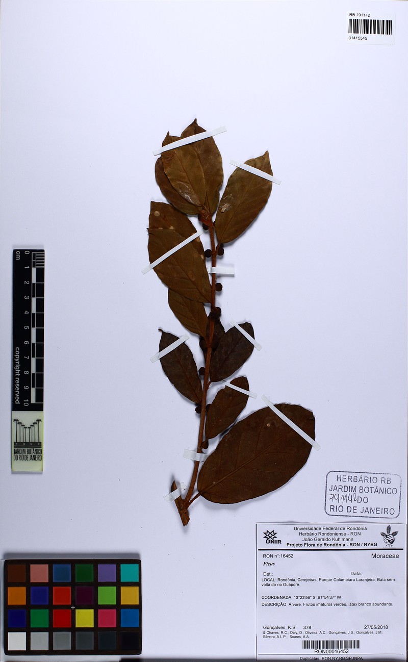 Ficus llanensis photo 2