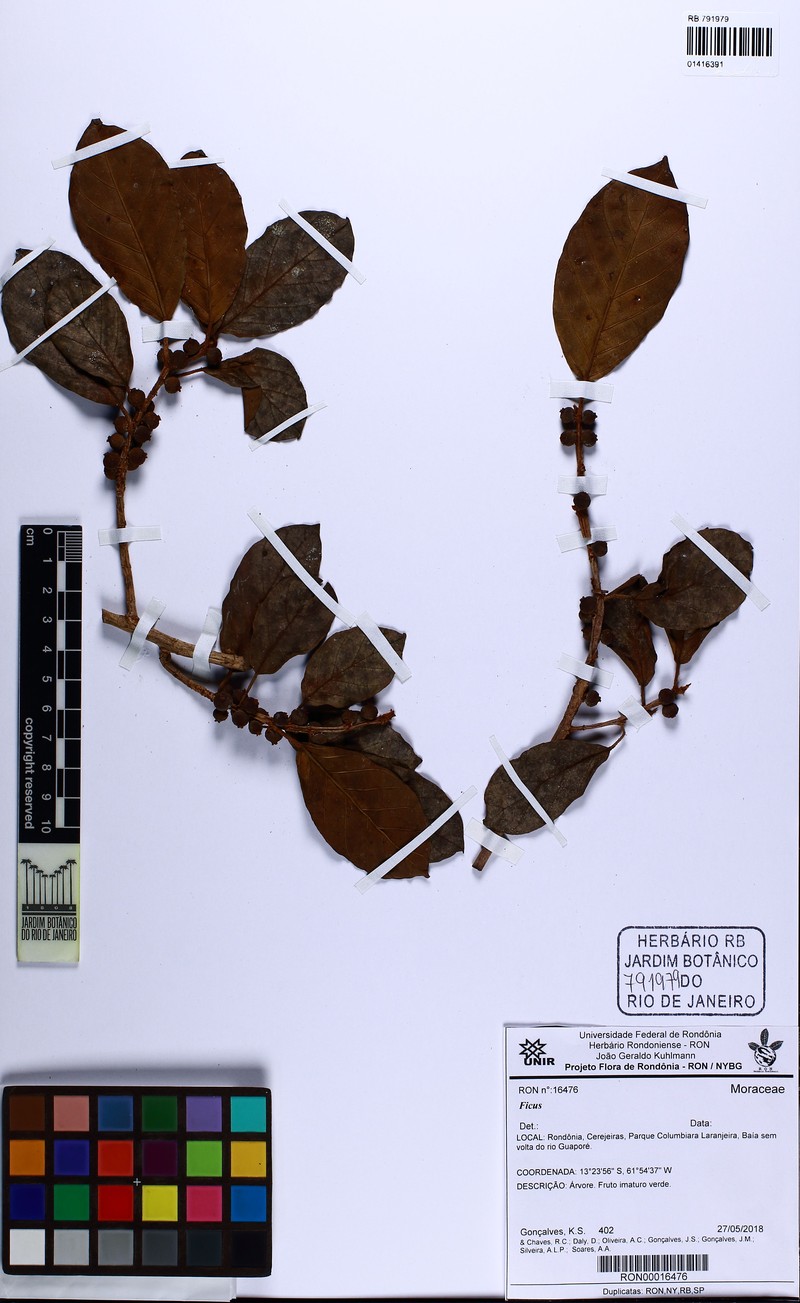 Ficus llanensis photo 3
