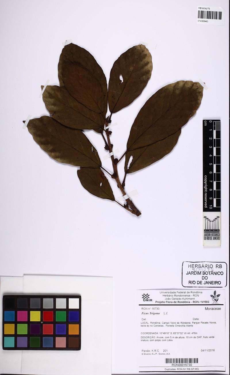 Ficus llanensis photo 4