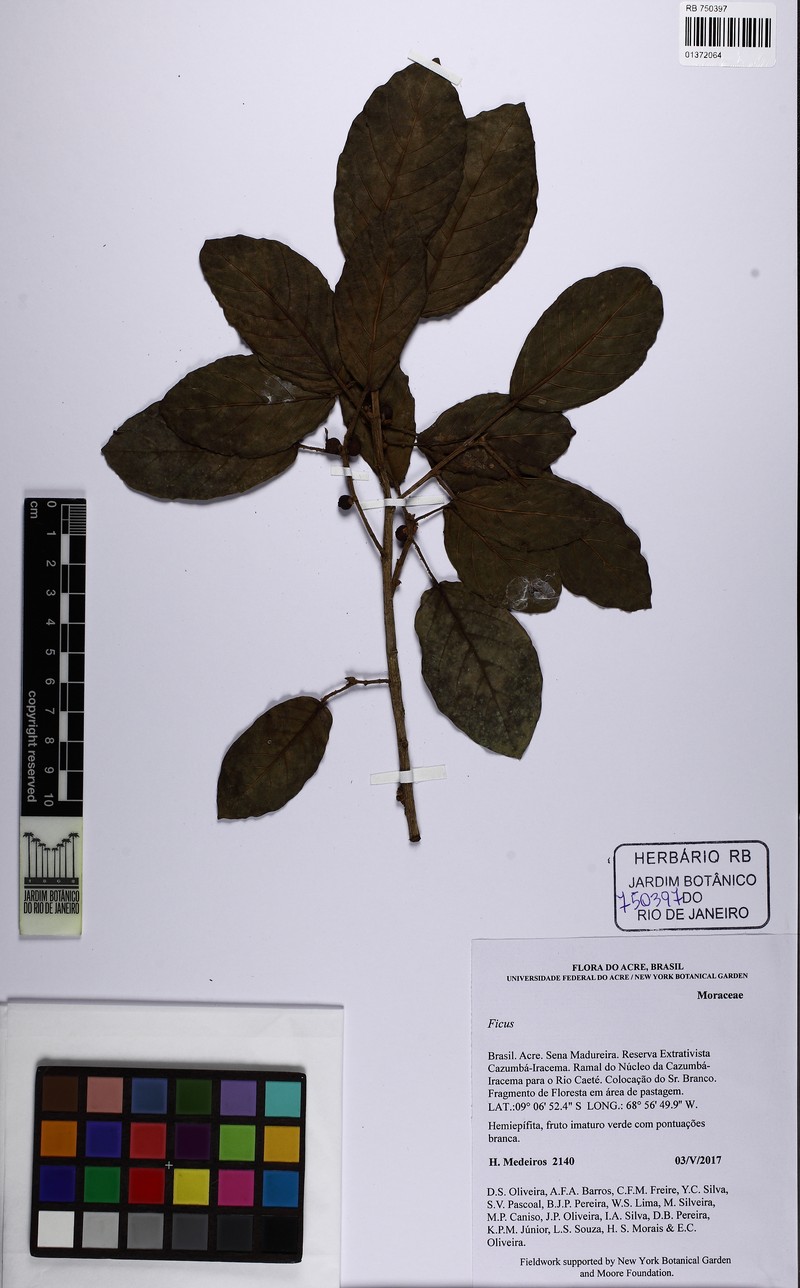 Ficus llanensis photo 5