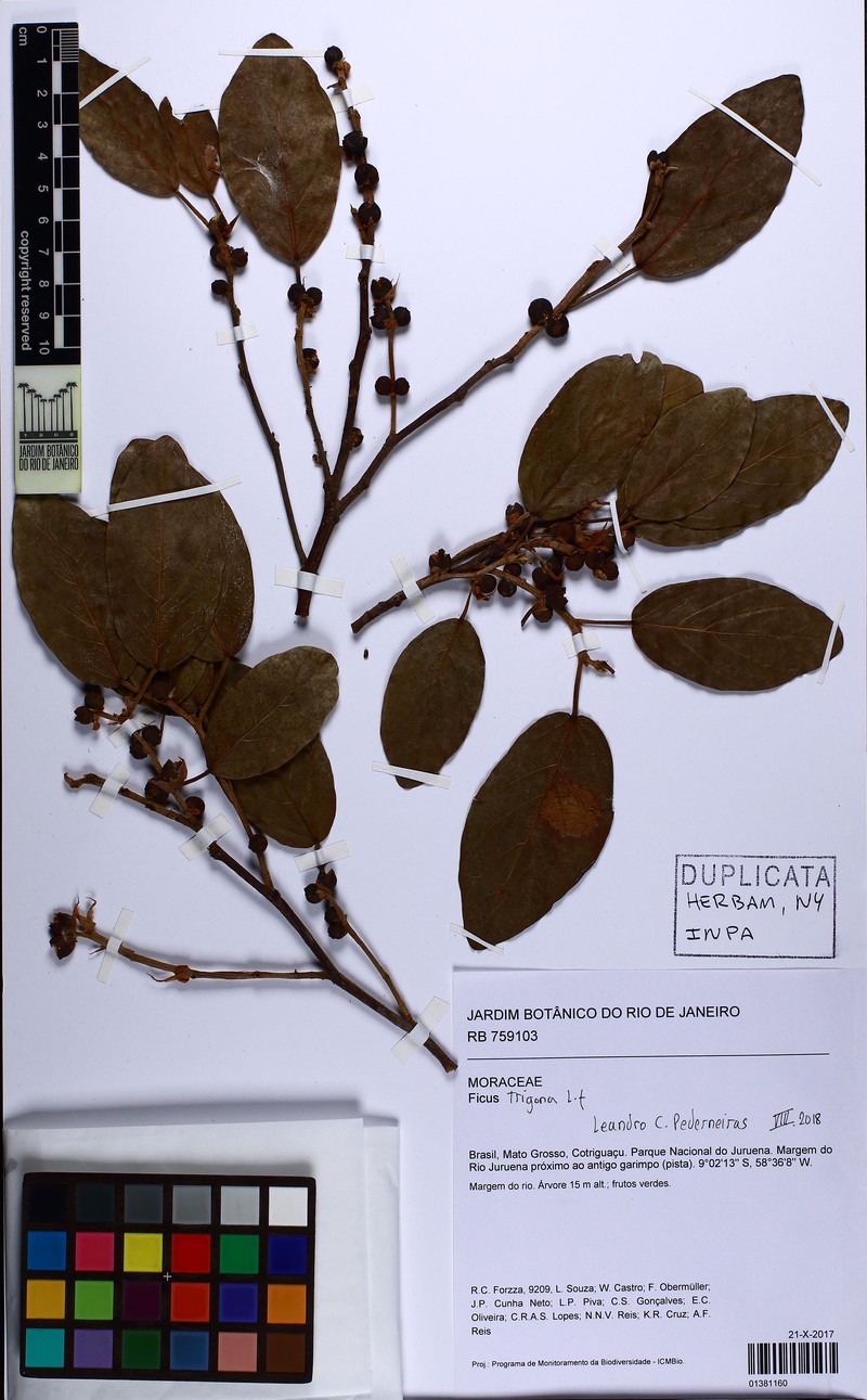 Ficus llanensis photo 6