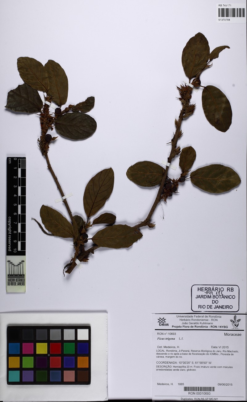 Ficus llanensis photo 7