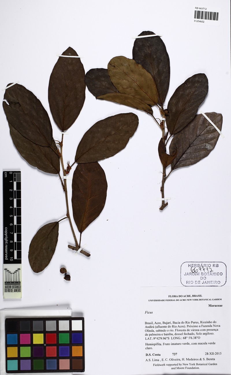 Ficus llanensis photo 8