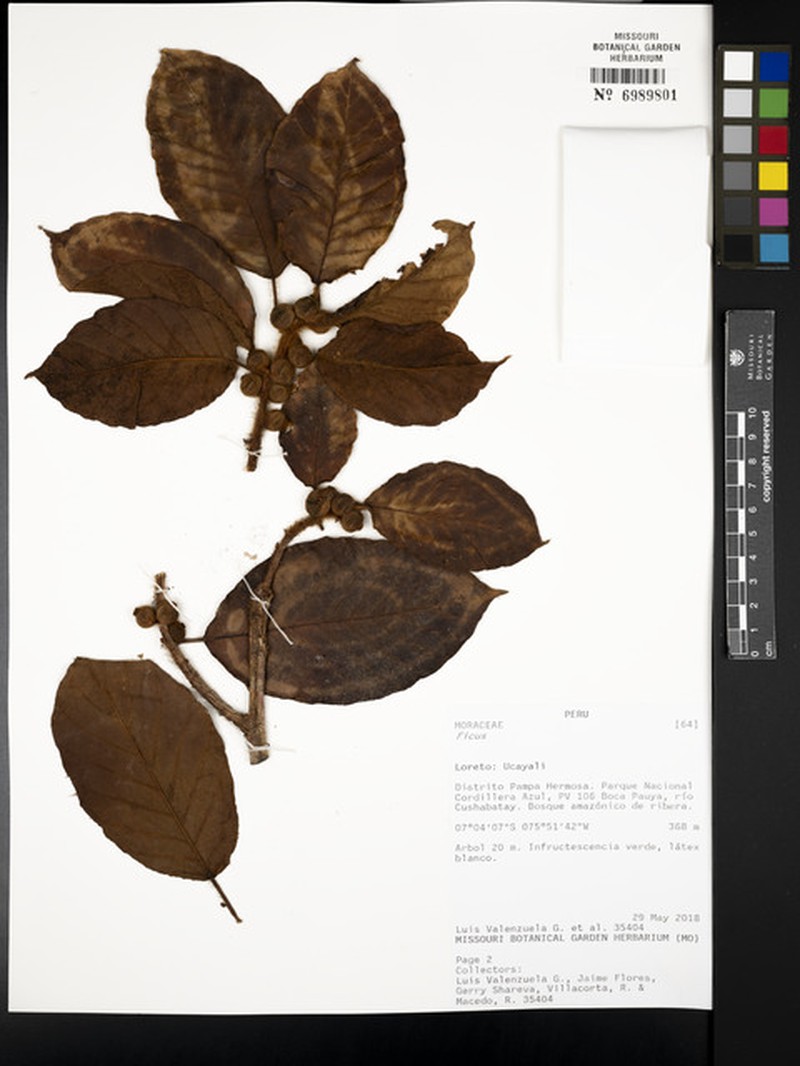 Ficus llewelynii