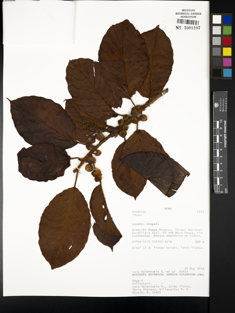 Ficus llewelynii photo 2