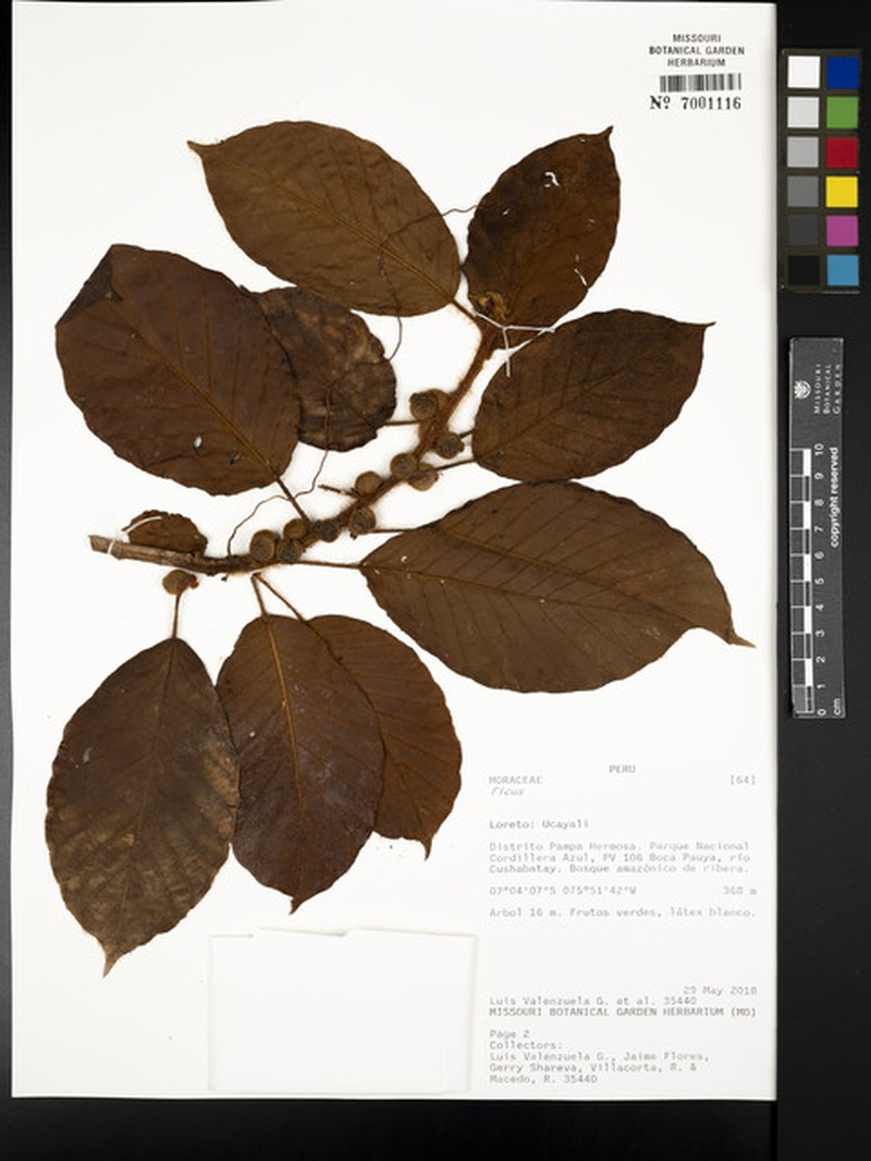 Ficus llewelynii photo 3