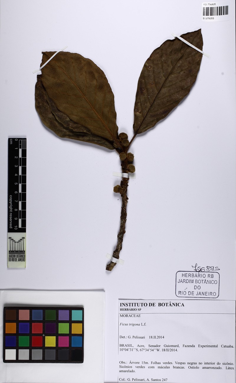 Ficus llewelynii photo 4