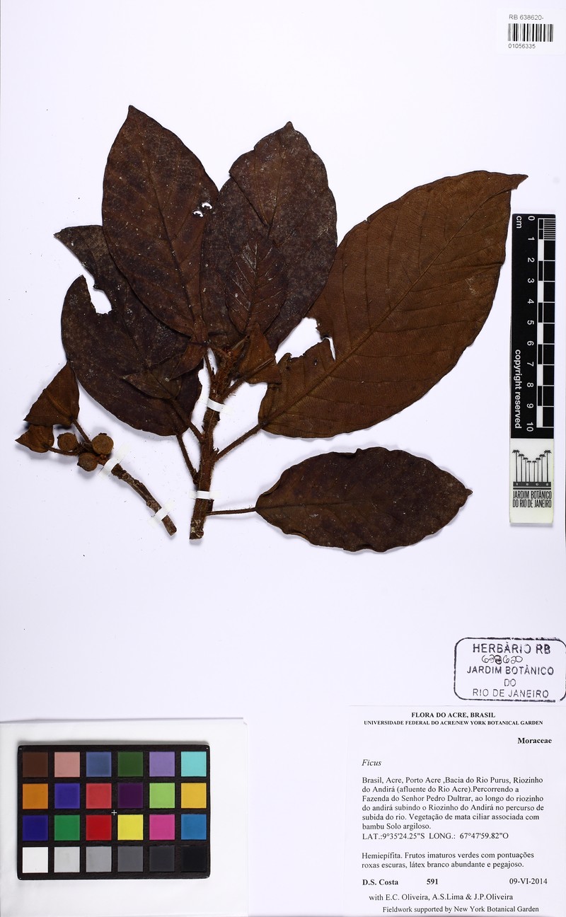 Ficus llewelynii photo 5