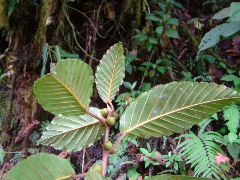 Ficus llewelynii photo 6
