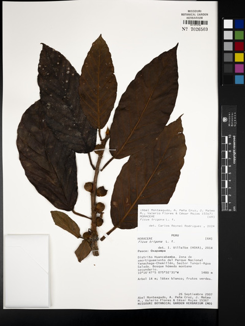 Ficus llewelynii photo 7