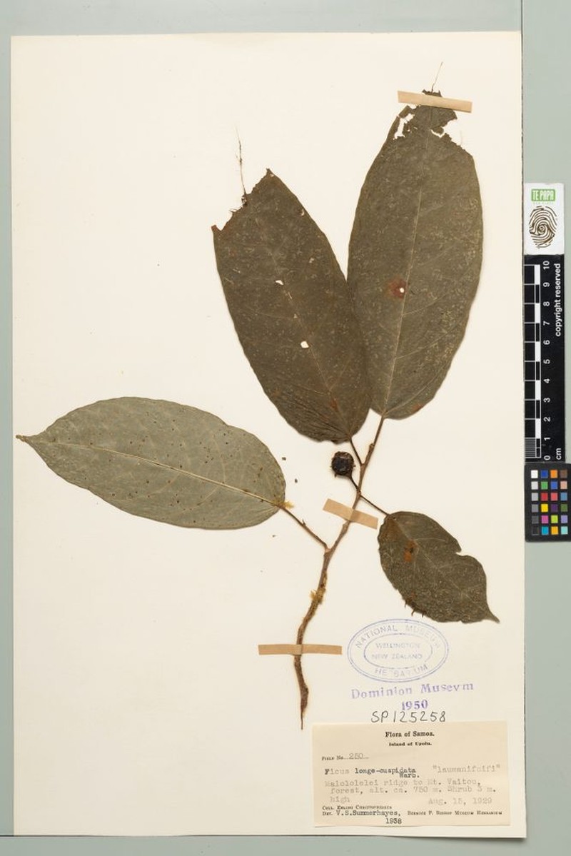 Ficus longecuspidata photo 2