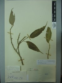 Ficus longecuspidata