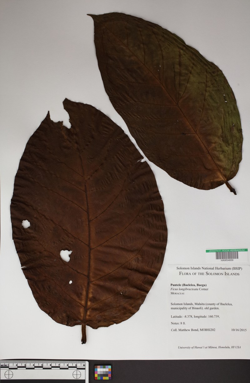 Ficus longibracteata