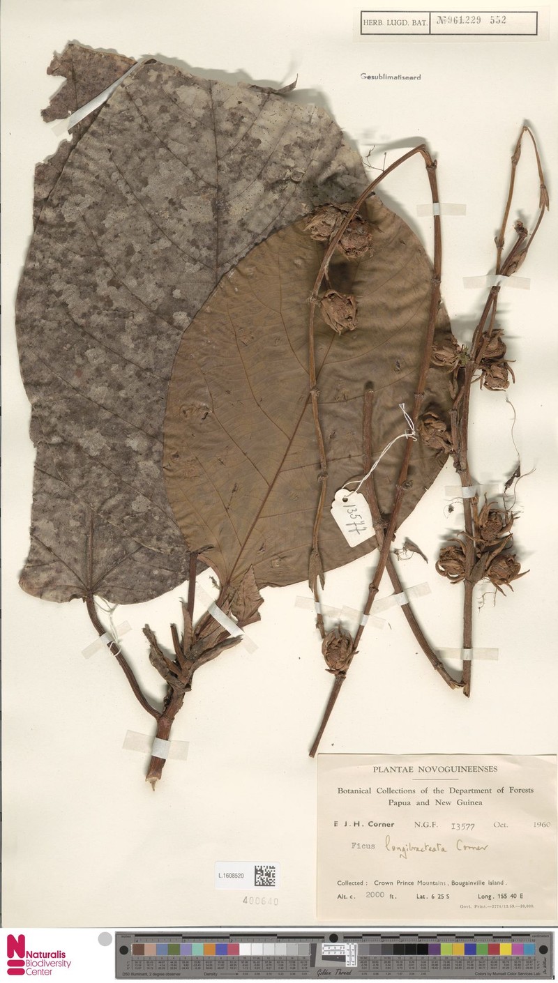 Ficus longibracteata photo 2