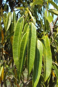 Ficus longifolia