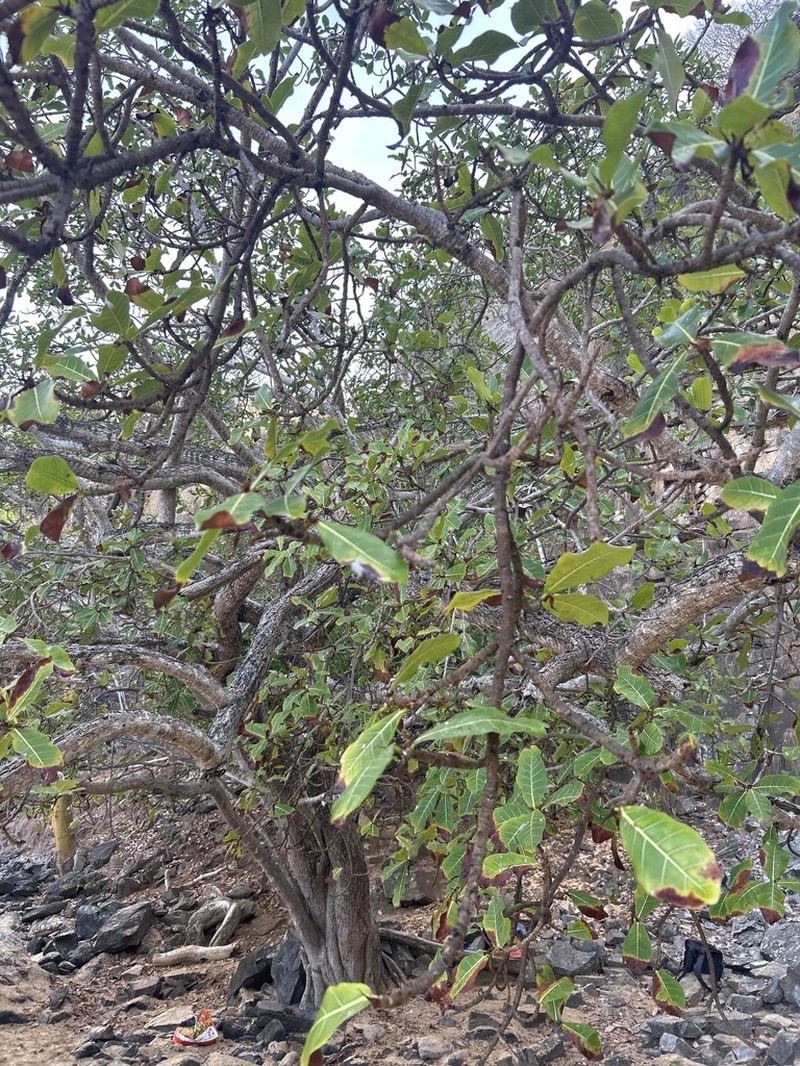 Ficus longifolia photo 2