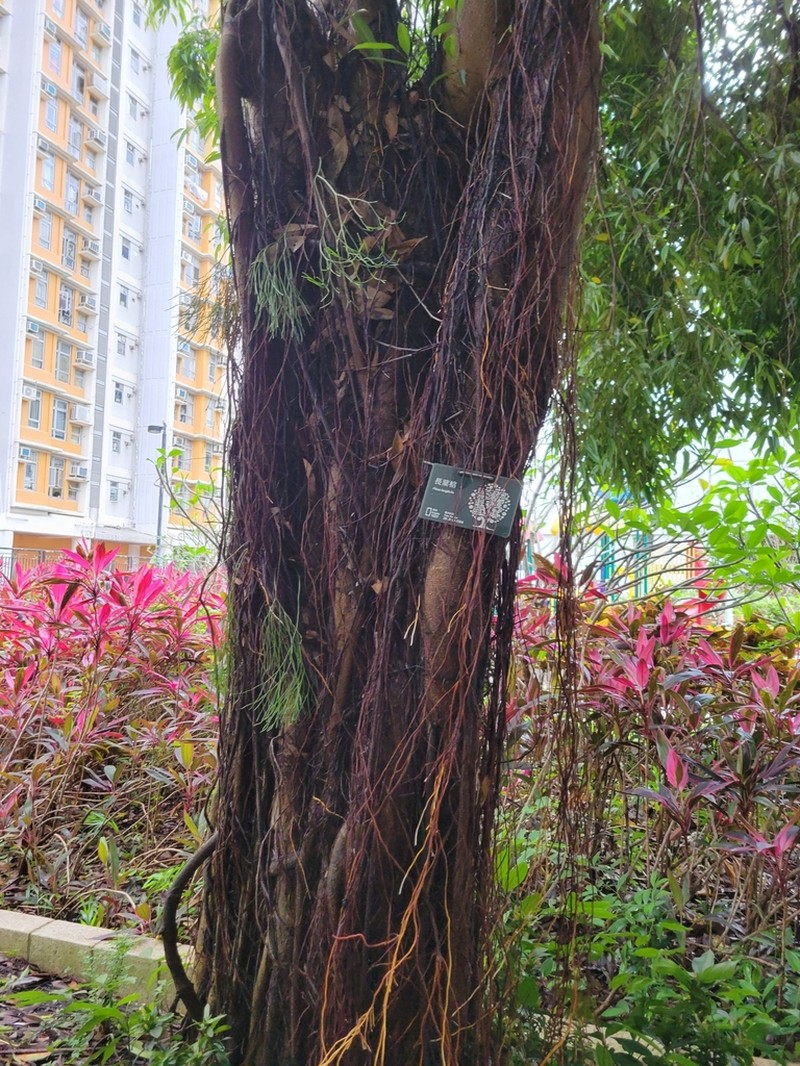 Ficus longifolia photo 3