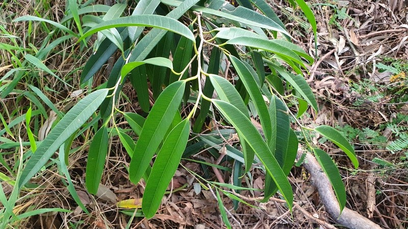 Ficus longifolia photo 4