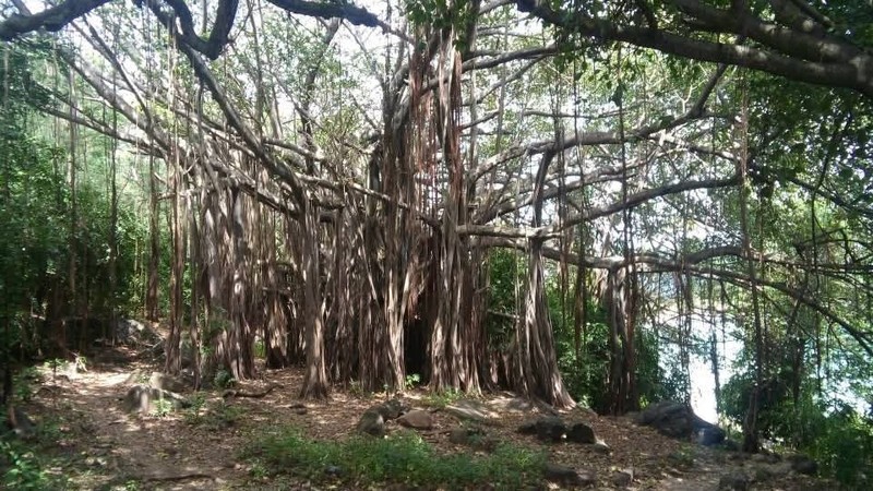 Ficus longifolia photo 5