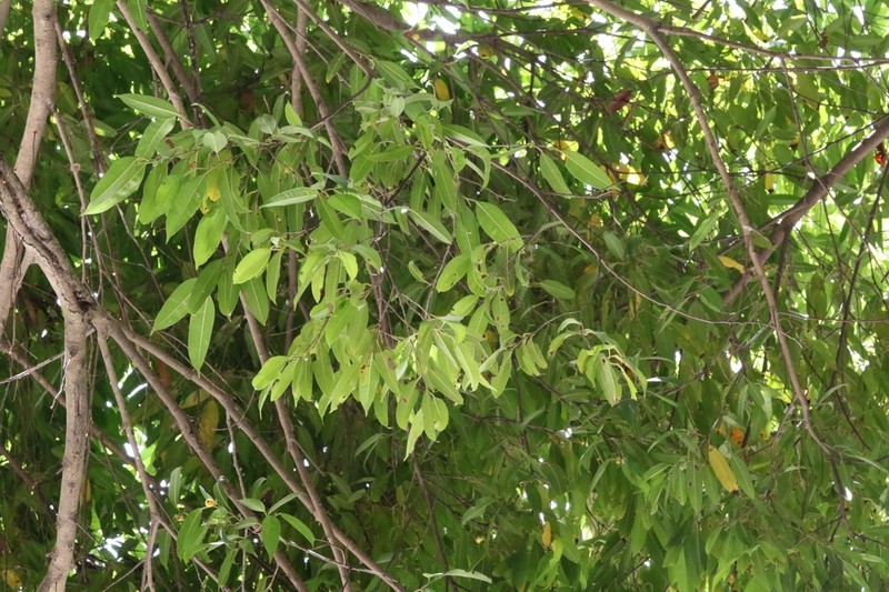 Ficus longifolia photo 6