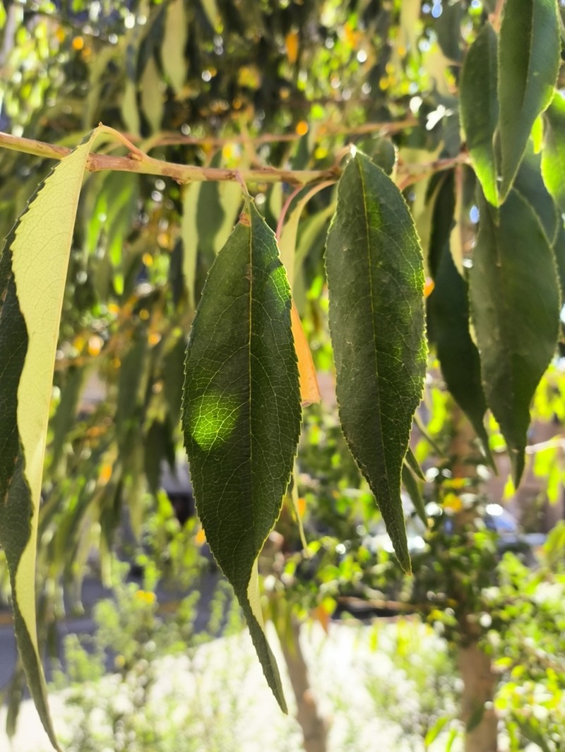 Ficus longifolia photo 7