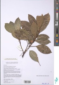 Ficus louisii