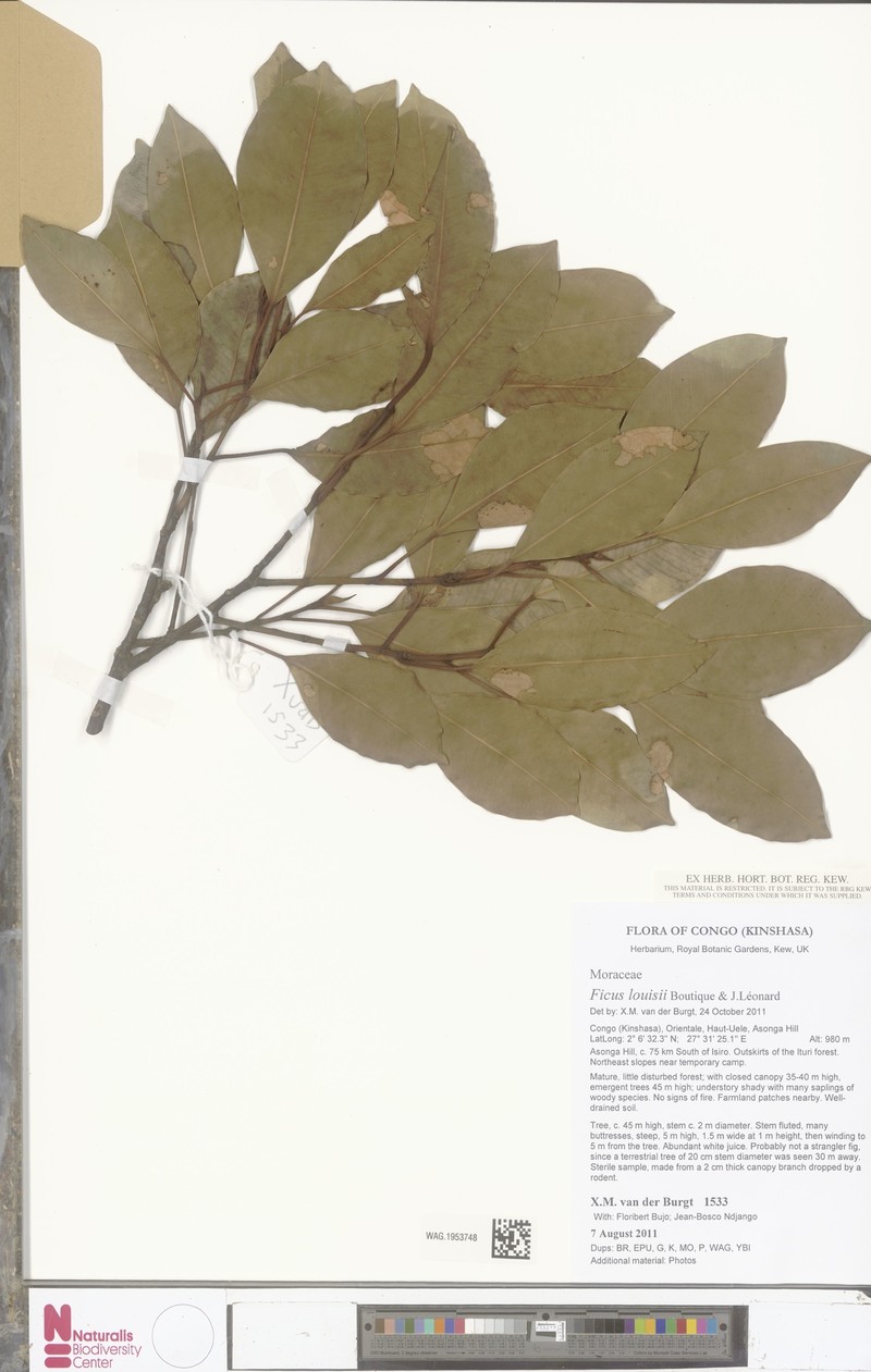 Ficus louisii photo 2
