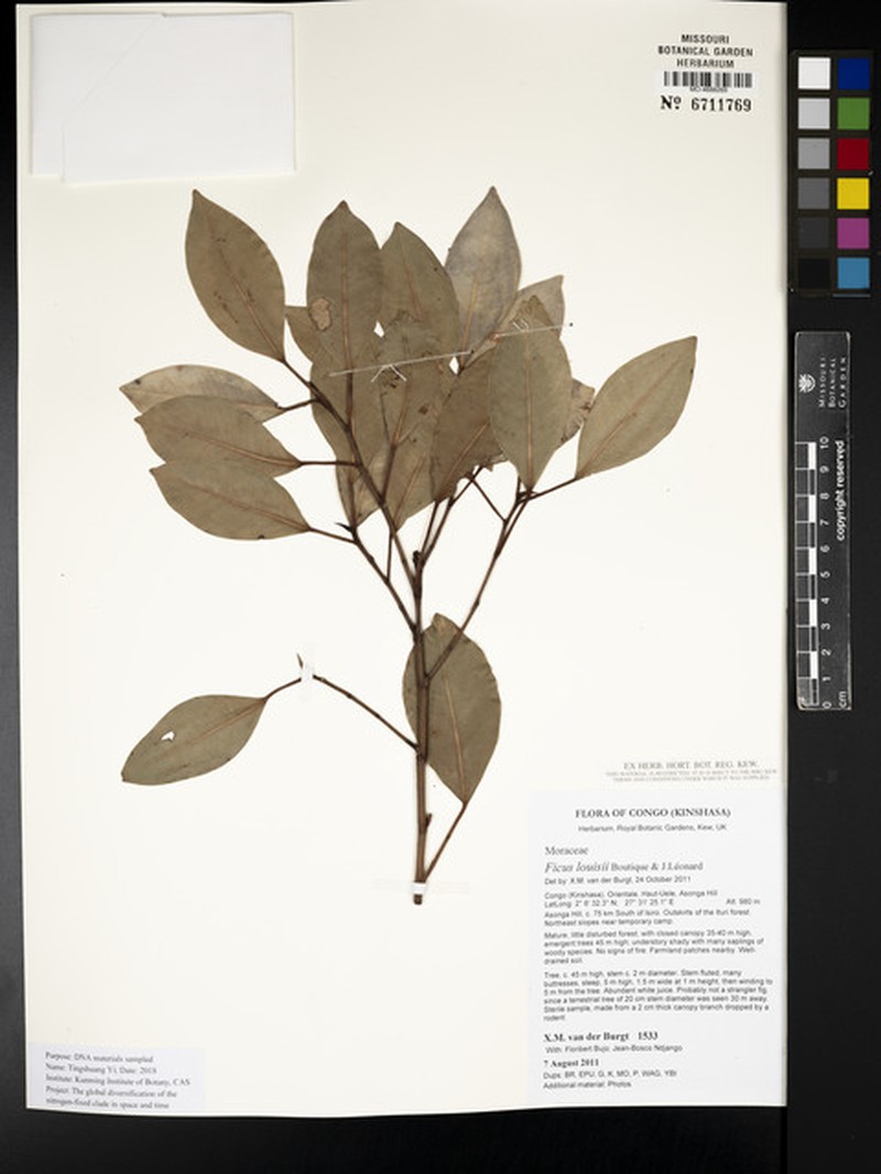 Ficus louisii photo 3