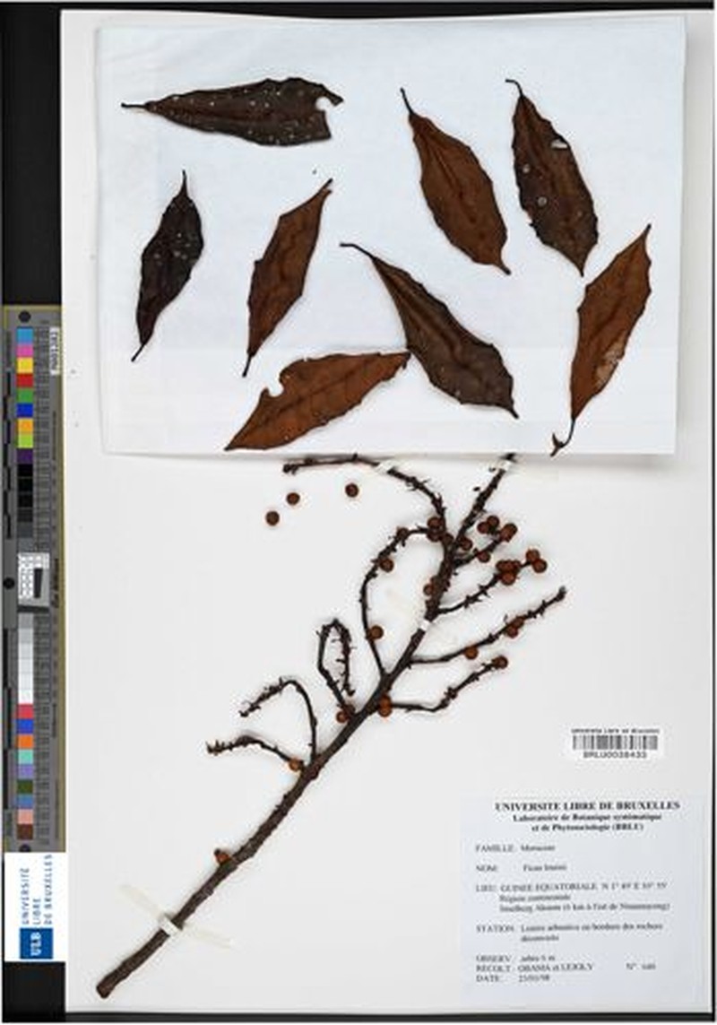 Ficus louisii photo 4