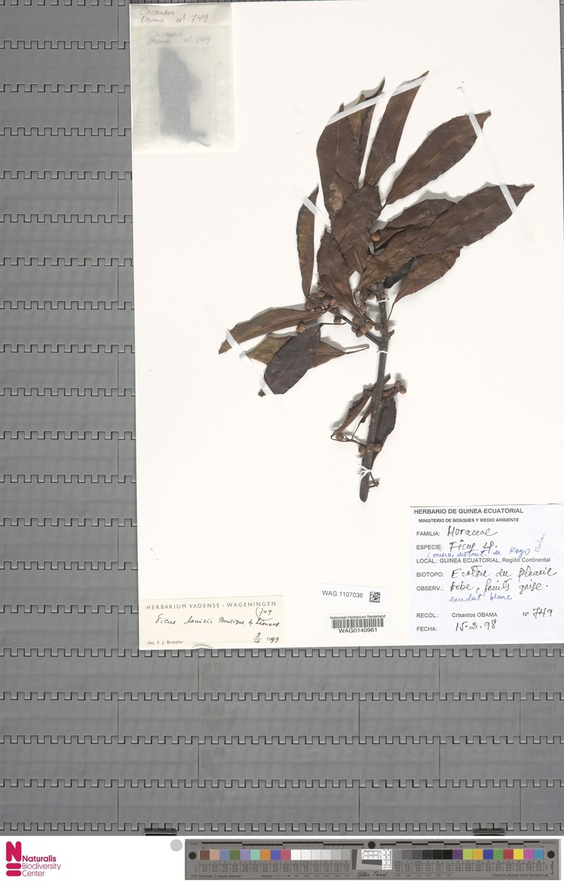Ficus louisii photo 5