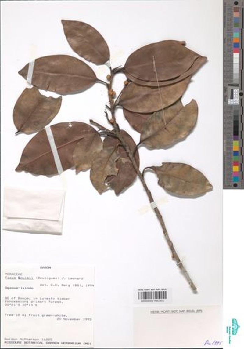 Ficus louisii photo 6